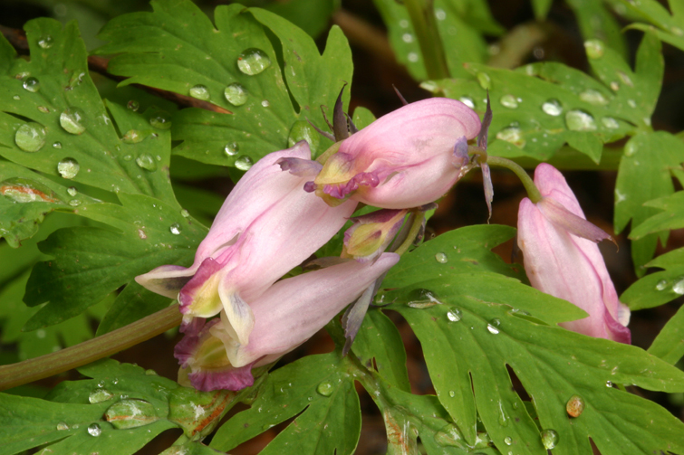 Image of Pacific bleeding heart