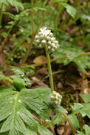 Imagem de Hydrophyllum occidentale (S. Wats.) A. Gray