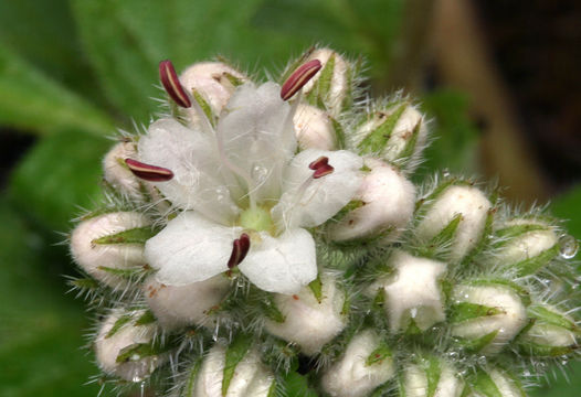 Imagem de Hydrophyllum occidentale (S. Wats.) A. Gray