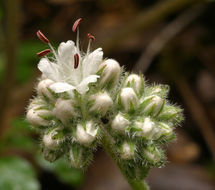 Imagem de Hydrophyllum occidentale (S. Wats.) A. Gray