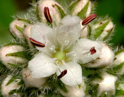 Image de Hydrophyllum occidentale (S. Wats.) A. Gray