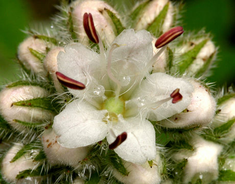 Imagem de Hydrophyllum occidentale (S. Wats.) A. Gray