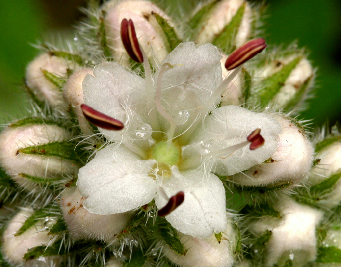 Image de Hydrophyllum occidentale (S. Wats.) A. Gray