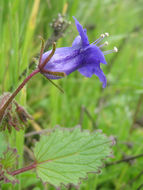 Image of wild canterbury bells