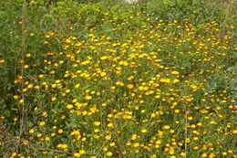 Image of field marigold