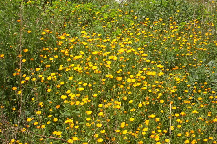 Image of field marigold