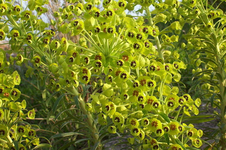 Image of Albanian spurge