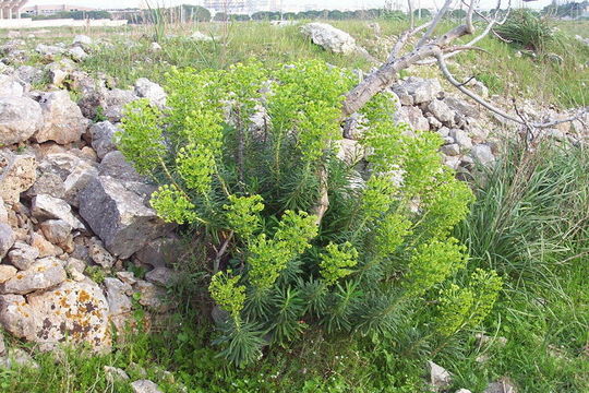 Image of Albanian spurge