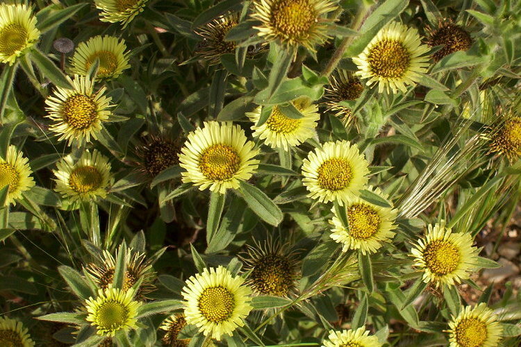 Image of Spiny Golden Star