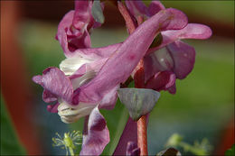 Слика од Corydalis cava (L.) Schweigger & Koerte