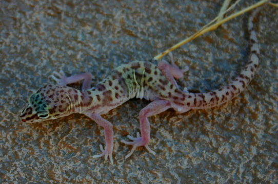 Image of Western Banded Gecko