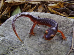 Image of Common Ensatina