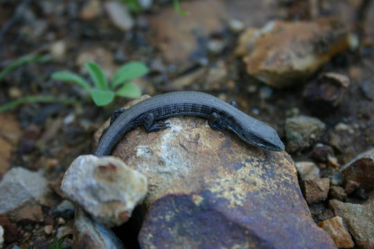 Image of Southern Alligator Lizard