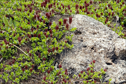 Image of Salix alpina Scop.