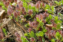 Image of Salix alpina Scop.