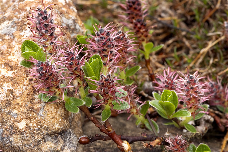 Image of Salix alpina Scop.