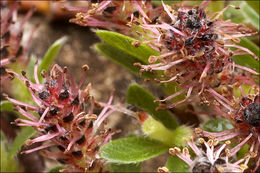 Image of Salix alpina Scop.