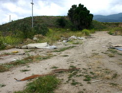 Image of Red Diamond Rattlesnake