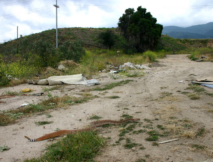 Imagem de Crotalus ruber Cope 1892