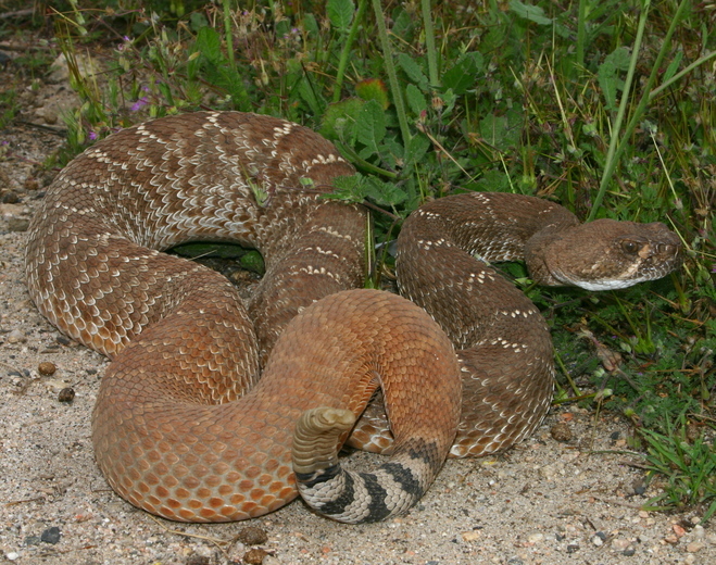 Image of Red Diamond Rattlesnake