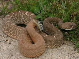 Image of Red Diamond Rattlesnake