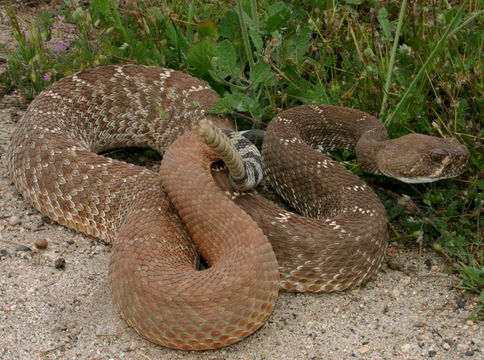 Imagem de Crotalus ruber Cope 1892