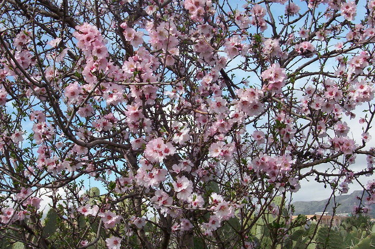 Image of flowering almond