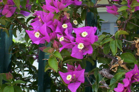 Imagem de Bougainvillea spectabilis Willd.