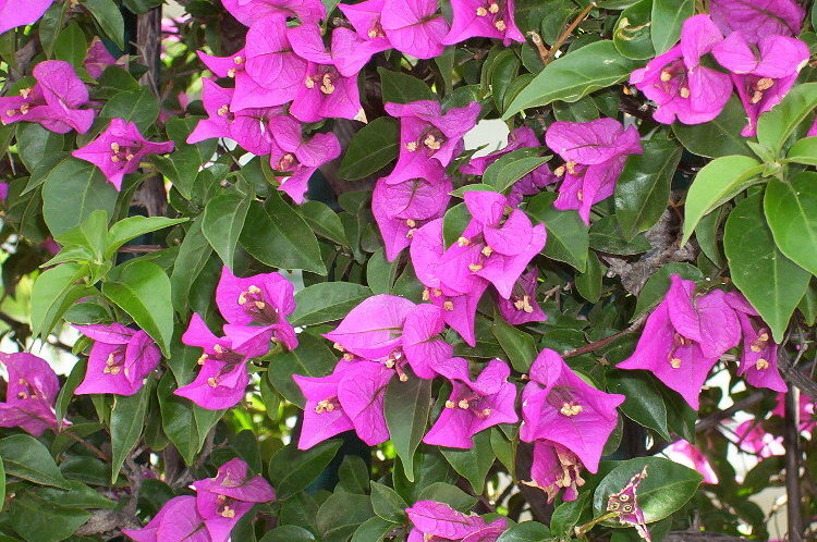 Imagem de Bougainvillea spectabilis Willd.