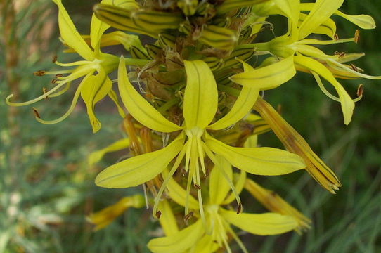 Image de Asphodeline lutea (L.) Rchb.