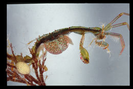 Image of Pink skeleton shrimp