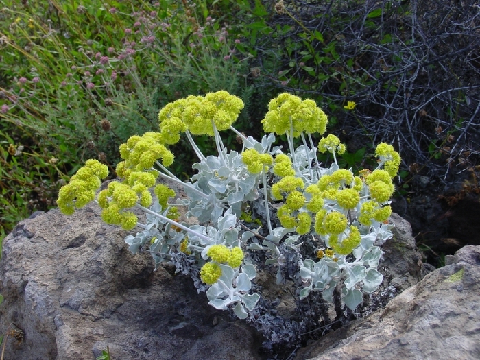 Image of Conejo buckwheat