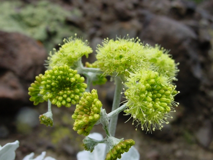 Image of Conejo buckwheat