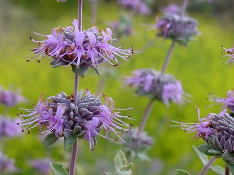 Imagem de Salvia leucophylla Greene