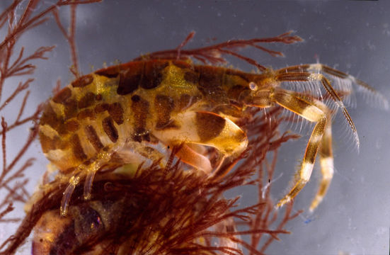 Image of Tube dwelling amphipod