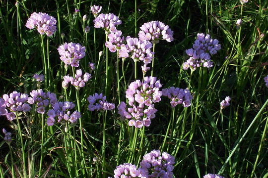 Image of Allium roseum L.