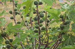 Imagem de Ficus carica L.