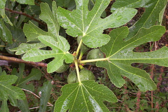 Imagem de Ficus carica L.