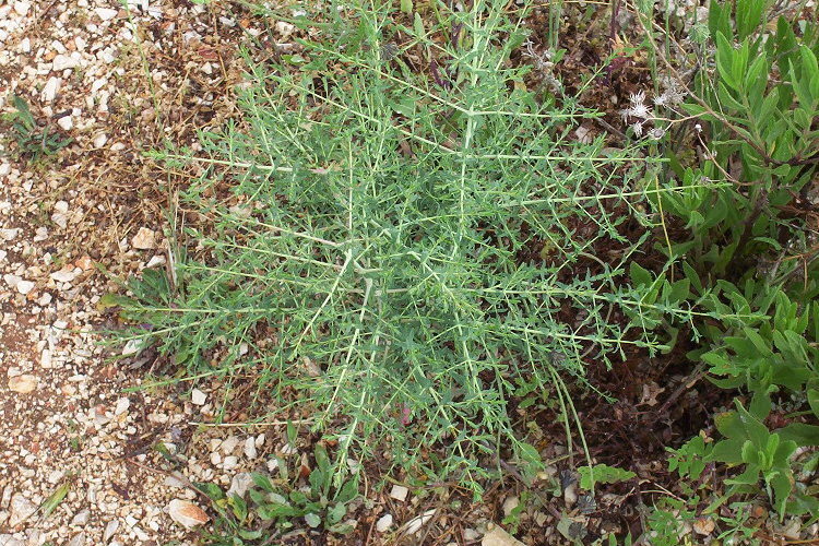 Image of Pyramidal St John's-wort