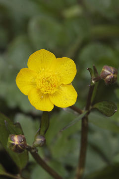 Image of creeping buttercup