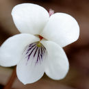 Sivun Viola blanda Willd. kuva