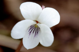 Image of sweet white violet