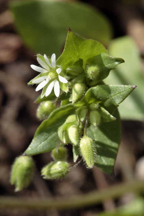 Image of common chickweed