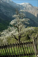 Image of gean, wild cherry