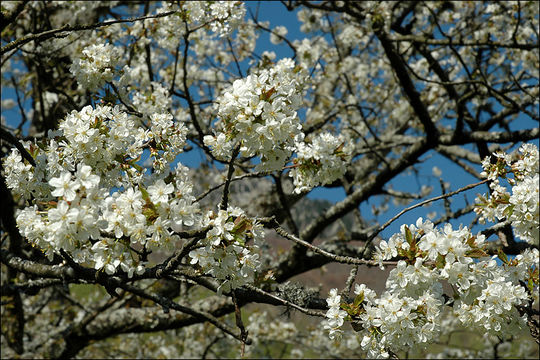 Imagem de Prunus avium (L.) L.