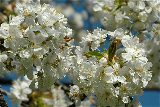 Image of gean, wild cherry