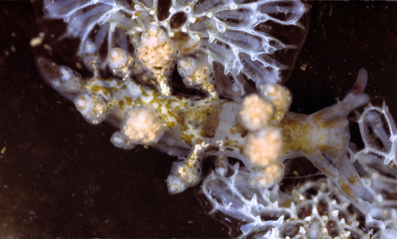 Image de Eubranchus rustyus (Er. Marcus 1961)