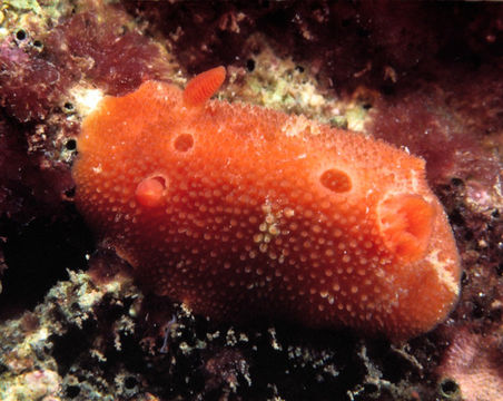 Aldisa sanguinea (J. G. Cooper 1863) resmi