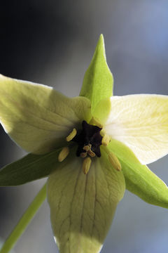 Image of red trillium