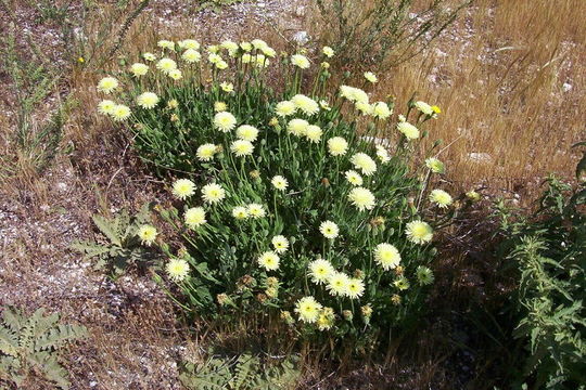 Image of Smooth Golden Fleece